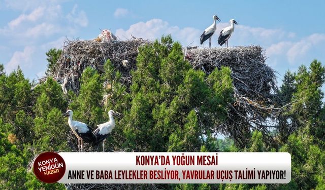 Konya’da yoğun mesai: Anne ve baba leylekler besliyor, yavrular uçuş talimi yapıyor!