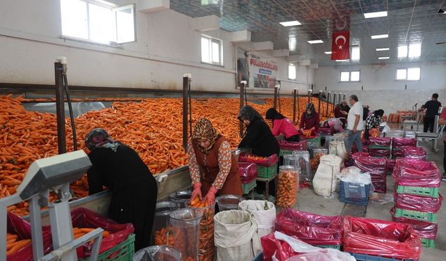 Türkiye’nin havuç deposunda hasat zamanı: Konya’dan dünyanın dört bir yanına turuncu sevkiyat!