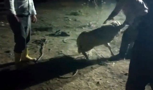 Karapınar'da 2 gündür aranan kuzu bakın nereden çıktı!