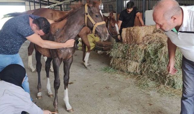 Halkapınar'da asil safkan atlar güvence altında!