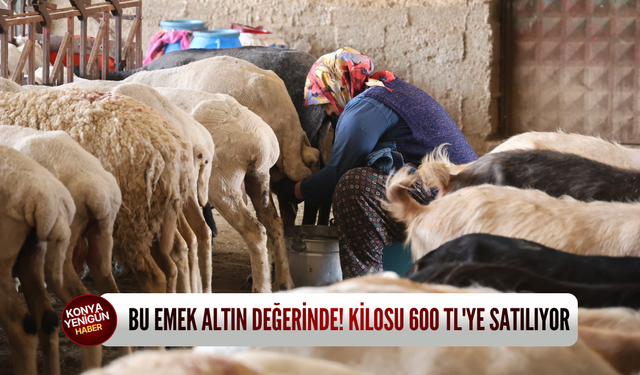 Konya'nın dağlarındaki bu emek kilosu 600 TL'den alıcı buluyor