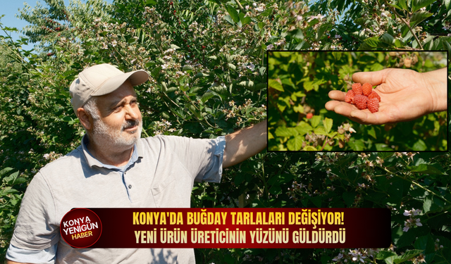 Konya'da buğday tarlaları değişiyor! Yeni ürün üreticinin yüzünü güldürdü