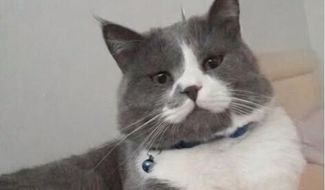 Nakipoğlu Mahallesi kayıp kedi Alf için ayakta!