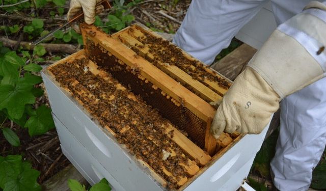 Konyalı üreticiler için yüzde 50 hibeli arılı kovan başvuruları başlıyor