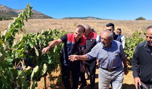 Yöresel lezzet ekşi kara üzümde bereketli hasat mesaisi başladı
