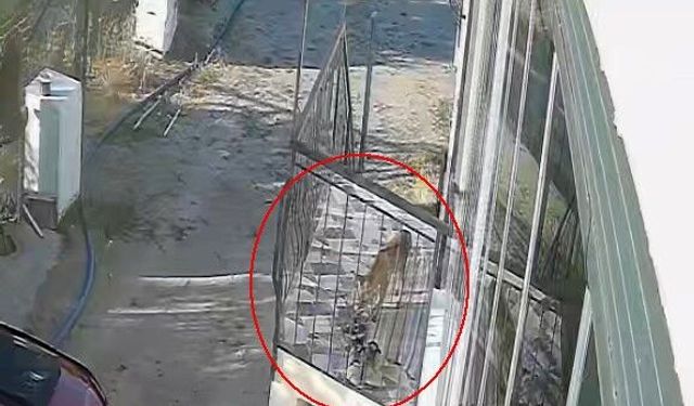 Konya'da sevimli hırsız kamerada!