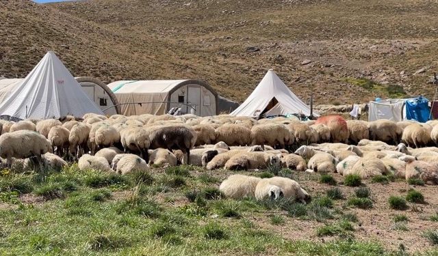 150 bin lira dahi sorunu çözmeye yetmedi!