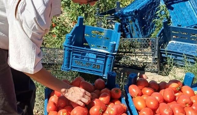 Karapınar’da kırmızı altın mesaisi: Tarım ekiplerinden hasat alanlarına biyolojik inceleme