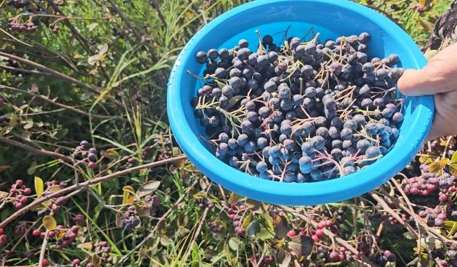 Konya’da "süper meyve" aronyada hasat mesaisi başladı!