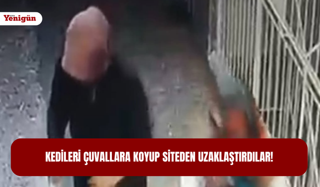 Kedileri̇ çuvallara koyup siteden uzaklaştırdılar!