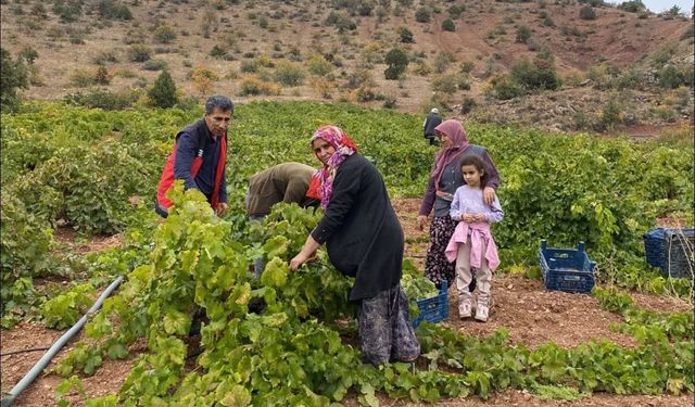 Hadim'de bağ bozumu coşkusu: Üzümden geleneksel pekmeze