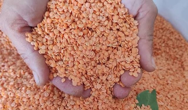 Beyşehir'de çiftçiye tonlarca tohum dağıtıldı