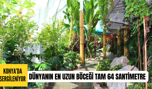 Konya’da sergileniyor: Dünyanın en uzun böceği tam 64 santimetre