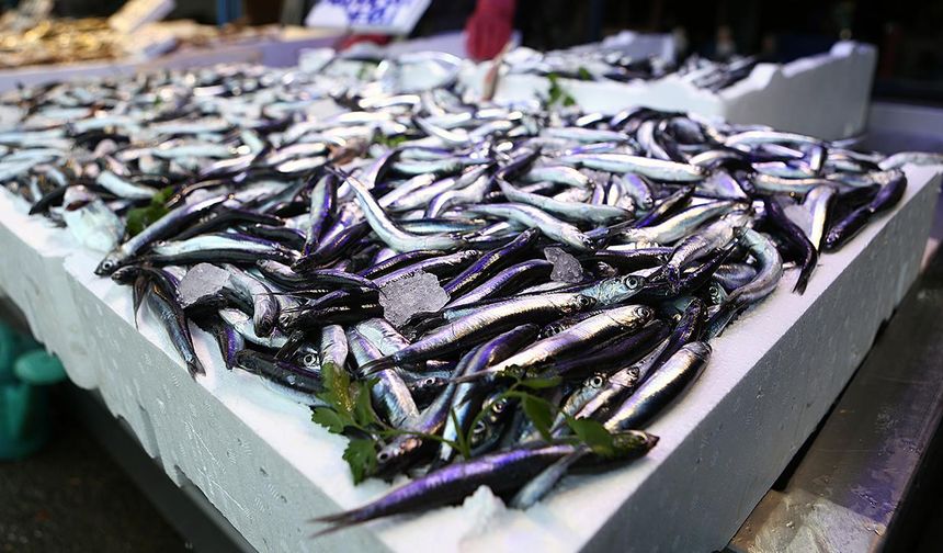 Türkiye'nin hamsi ihracatı 12,2 milyon dolara ulaştı