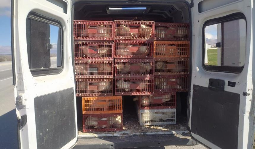 Kaçak tavuk taşıyan şahsa 29 bin TL ceza