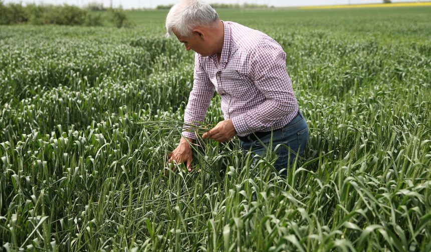 Buğday üreticilerine "pas hastalığı" uyarısı