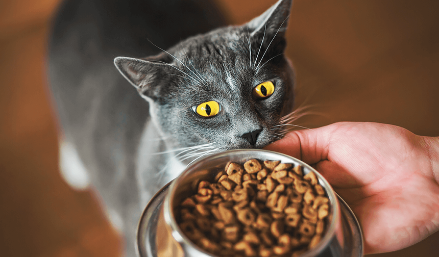 Kediler İçin Sağlıklı Beslenme