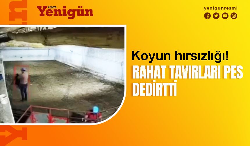 Rahat tavırlı koyun hırsızları kamerada