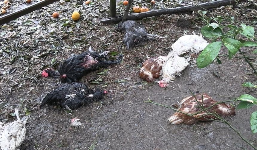 Sahipsiz köpekler dehşet saçtı: Onlarca kümes hayvanı telef oldu