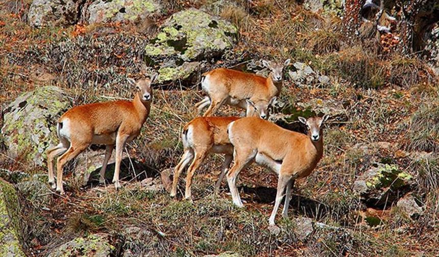 Nesli tehlike altında olan Anadolu Yaban Koyunları yavrularıyla görüntülendi