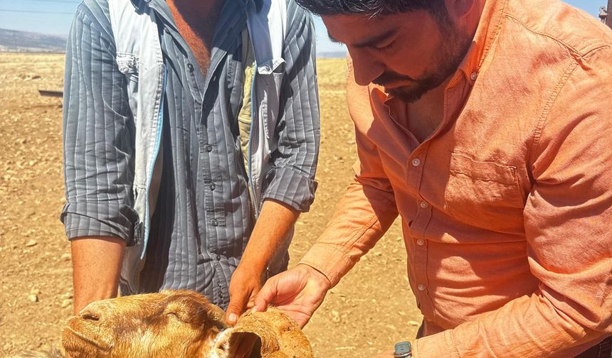 Veteriner Hekim'den kene uyarısı