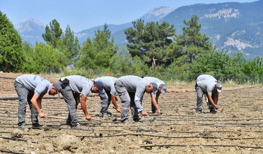 Çandır fasulyesi yeniden toprakla kavuştu