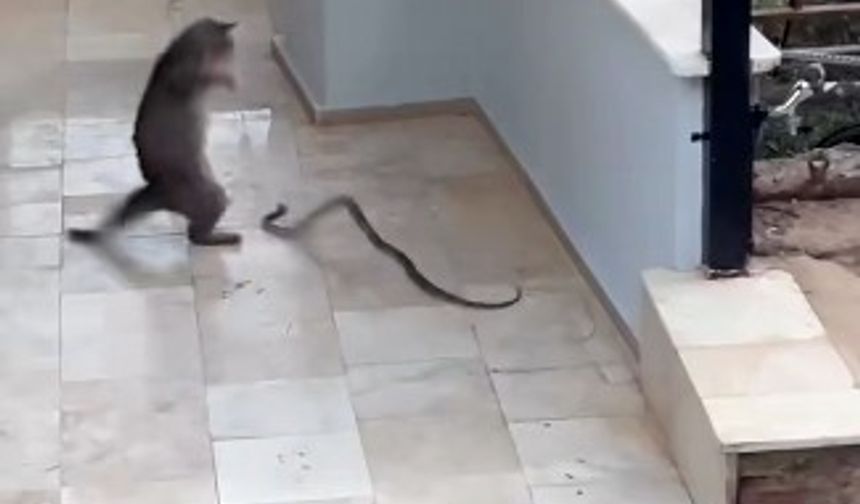 Yılana kafa tutan kedi sosyal medyada viral oldu