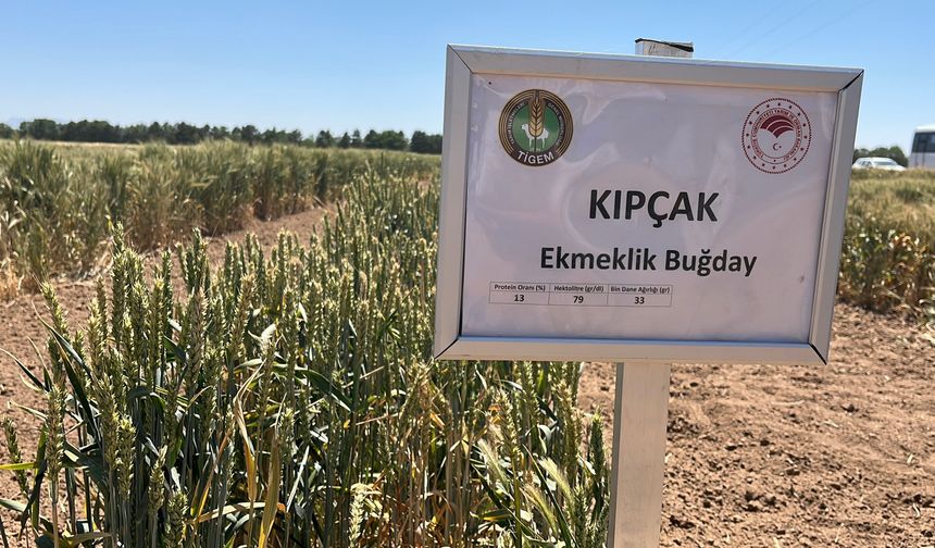 Tarladan dünyaya: Türk tohumu 117 ülkede!