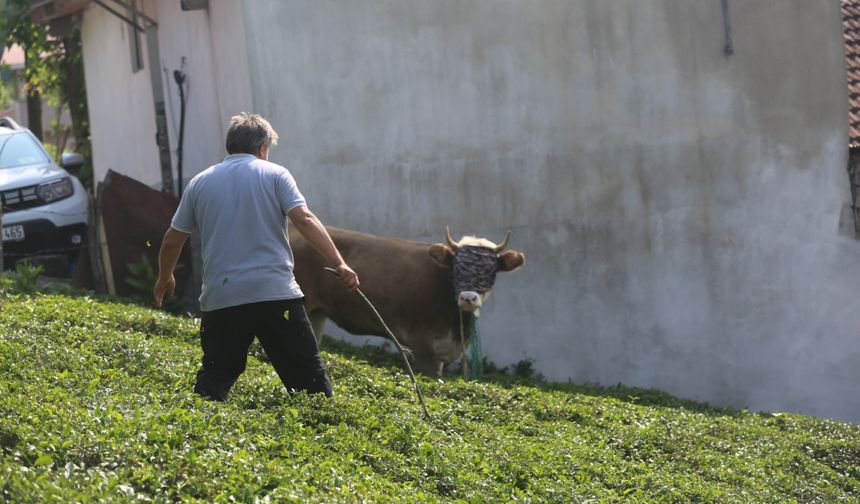 Kaçan kurbanlık sahiplerini peşinden koşturdu
