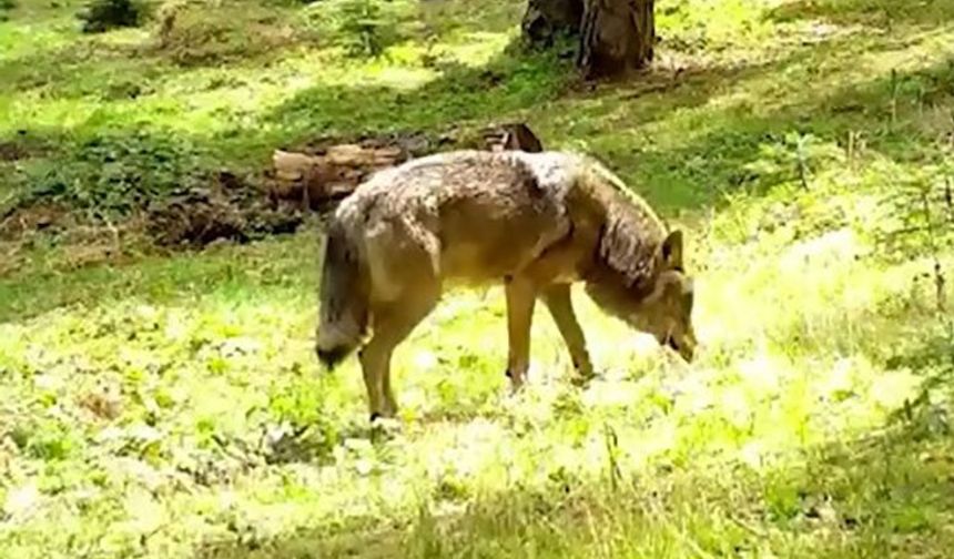 Nesli tükenmekte olan Bozkurt görüntülendi