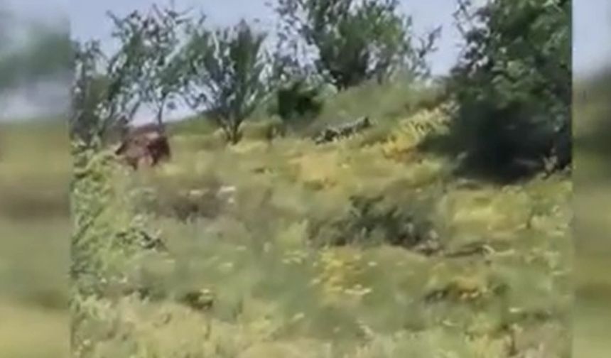 Kurban kokusunu alan kurt mahalleye indi
