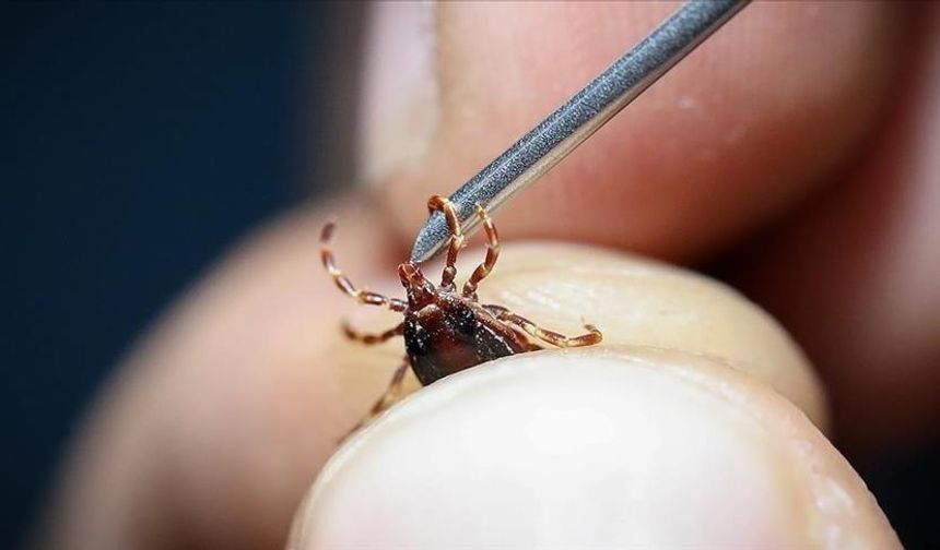 En çok kene vakaları İç Anadolu'da görünüyor