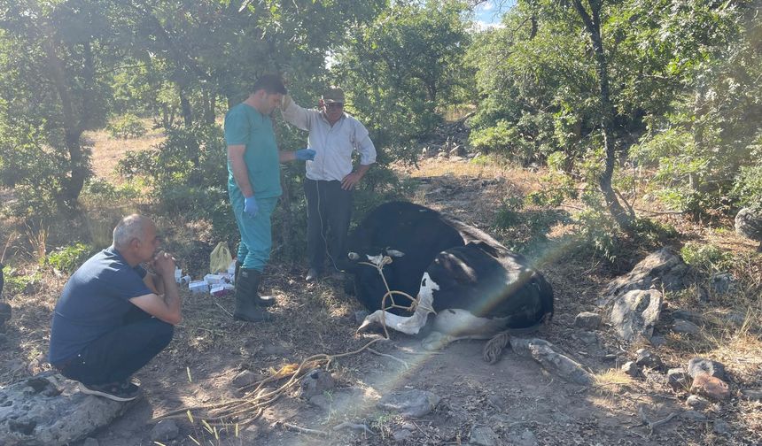 Kaybolan inek drone ile bulundu