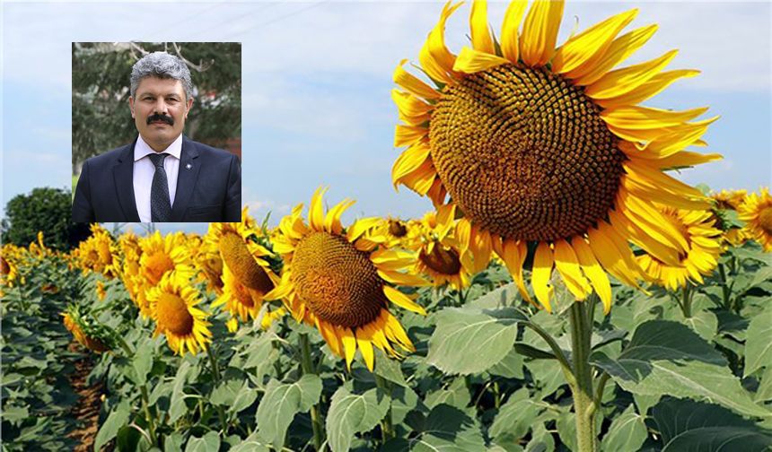 Ayçiçekleri tekrar güne baksın!