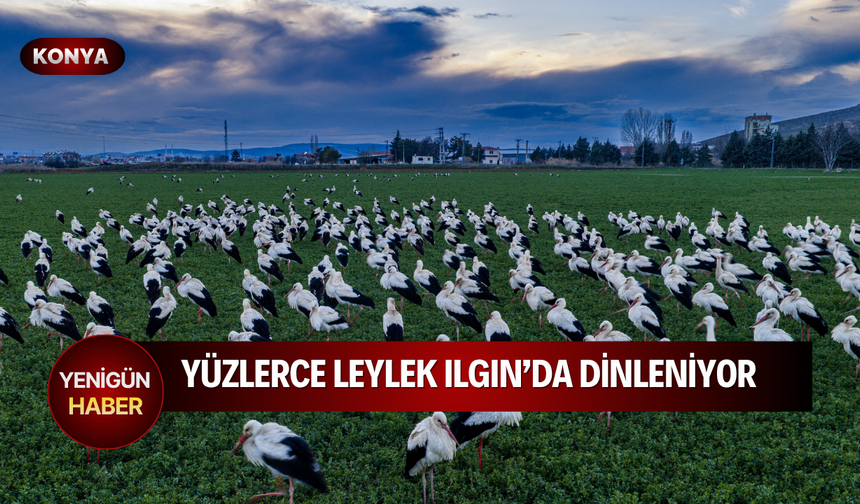 Yüzlerce leylek Ilgın’da dinleniyor