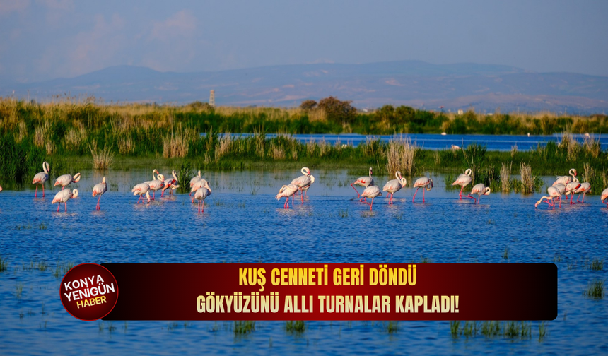 Kuş cenneti geri döndü: Gökyüzünü allı turnalar kapladı!