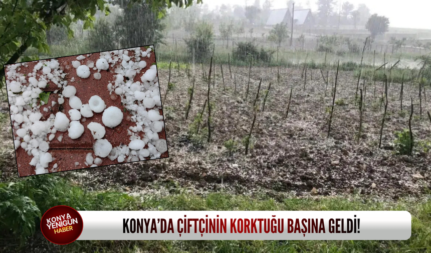 Konya’da çiftçinin korktuğu başına geldi!