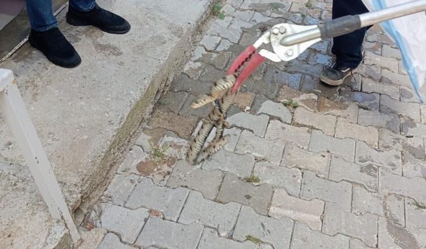Evde yılan şoku! İtfaiye ekipleri dakikalar içinde harekete geçti