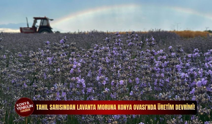 Tahıl sarısından lavanta moruna: Konya Ovası’nda üretim devrimi!