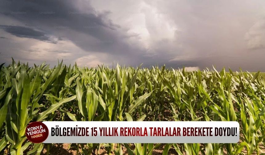 Bölgemizde 15 yıllık rekorla tarlalar berekete doydu!