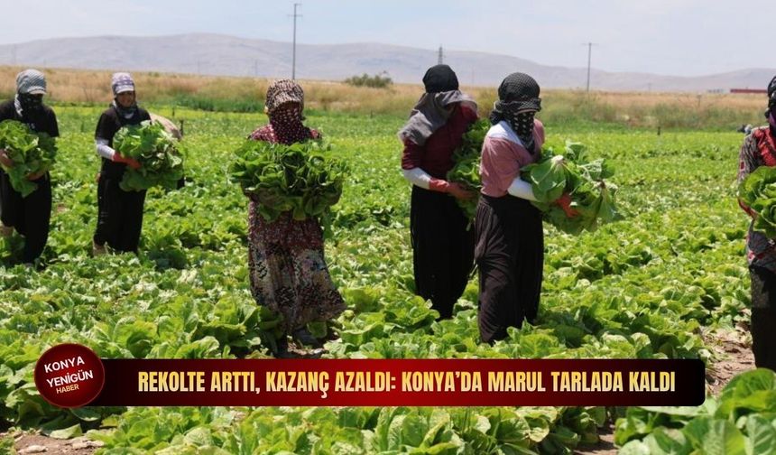 Konya’da marul üreticisi alarm verdi: Fiyatlar maliyetin altına düştü
