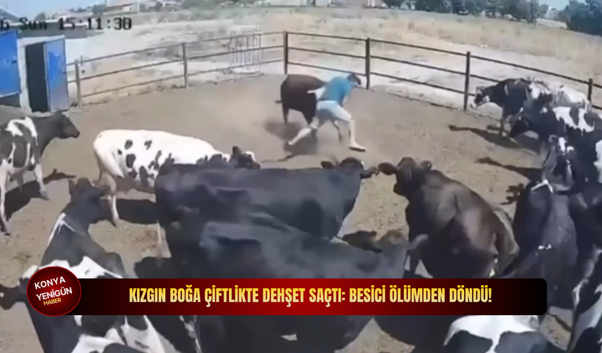 Kızgın boğa çiftlikte dehşet saçtı: Besici ölümden döndü!
