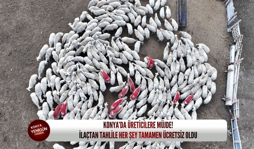 Konya’da üreticilere müjde: İlaçtan tahlile her şey tamamen ücretsiz oldu!