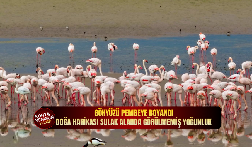 Gökyüzü pembeye boyandı: Doğa harikası sulak alanda görülmemiş yoğunluk