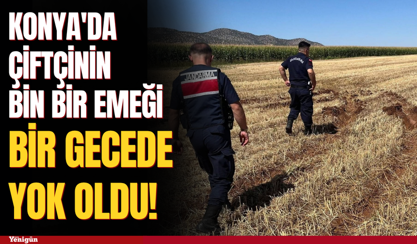 Konya'da çiftçinin bin bir emeği bir gecede yok oldu!