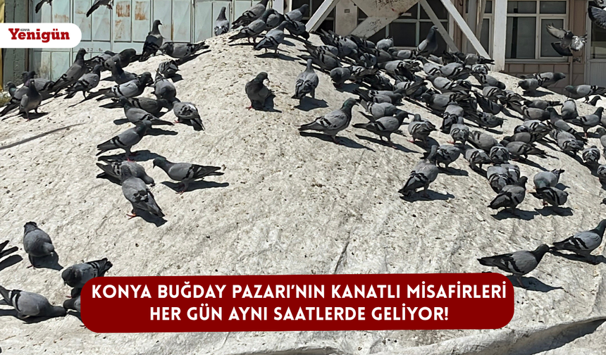 Konya Buğday Pazarı’nın kanatlı misafirleri her gün aynı saatlerde geliyor!