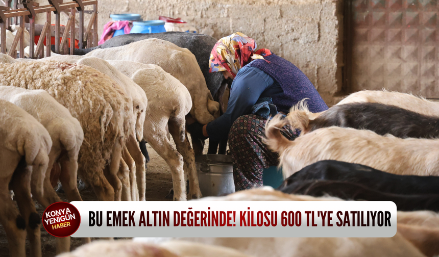 Konya'nın dağlarındaki bu emek kilosu 600 TL'den alıcı buluyor