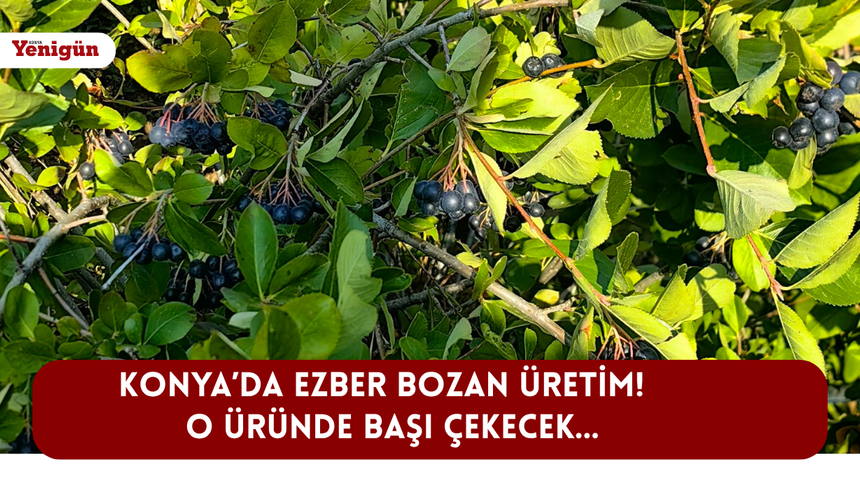 Konya'da ezber bozan üretim! O üründe başı çekecek...