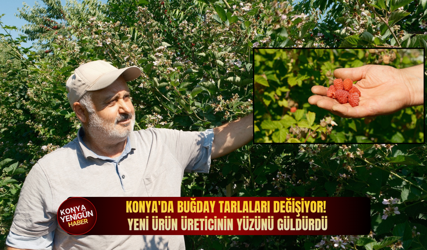 Konya'da buğday tarlaları değişiyor! Yeni ürün üreticinin yüzünü güldürdü