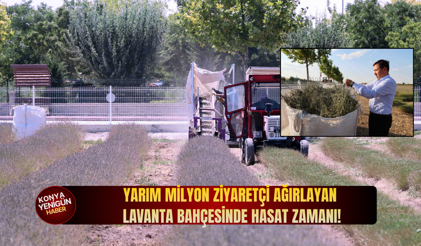 Yarım milyon ziyaretçi ağırlayan Karatay Lavanta Bahçesinde hasat zamanı!